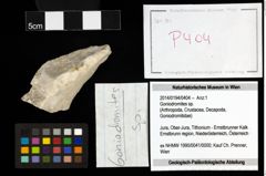 Foto (Objekt + Etiketten) von Goniodromites sp. 